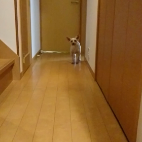 もん太❣️の画像