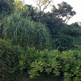 キスマイシェアハウス。Garden編の画像