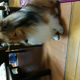 今年初めて(⌒‐⌒)の画像