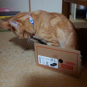 おはよーごじゃいましゅにゃの画像