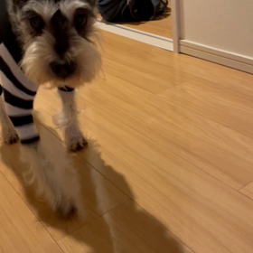 モジモジ君走るの画像