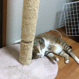 モモちゃん日記の画像