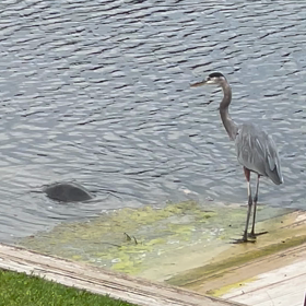 バックヤードの画像