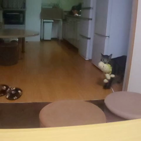 可愛すぎるにゃんこまめぞう～( ≧∀≦)ノの画像