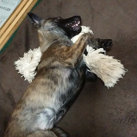 元気にε٩(๑>▽<)۶зの画像