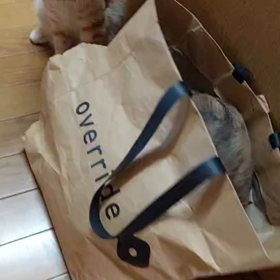 花と竜　５１の画像