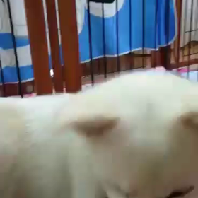 かれん４カ月の画像