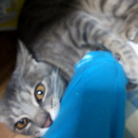 腕プロレスの画像