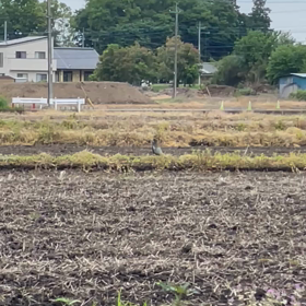 雉イタイタイタ❣️の画像