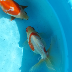 台風一過の画像