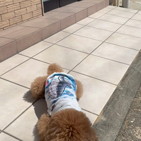 外は、とっても暑いのでの画像