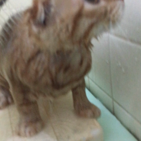 花ちゃんのsexy入浴タイムの画像