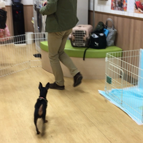 ついてくるかな？の画像