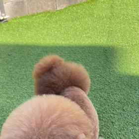 5月のトリミングの画像