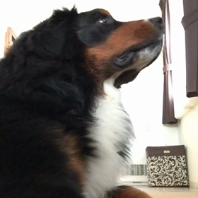 どっちかな〜♪の画像