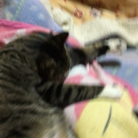 ボディーの画像