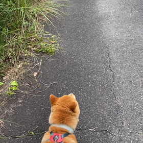 今日の散歩の画像