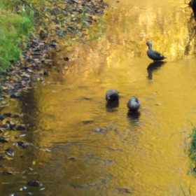 鴨かも～❔の画像