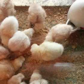 そして、ピョ達は(^-^)/の画像