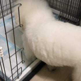 エル様のトイレ事情の画像