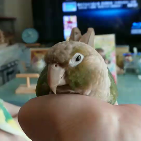 癒しのぴなりん動画の画像