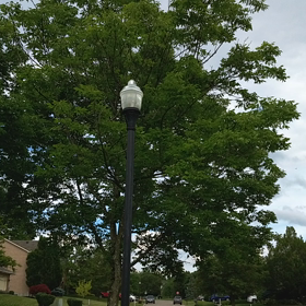 17年周期のセミの観察④　近所でセミの大合唱の画像