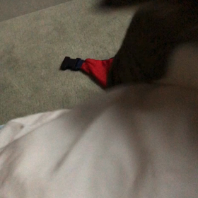 言わなきゃ良かった.良いお年を…。デールにゃんを叩き起こす猫動画！の画像