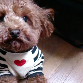 かまってちゃんの画像