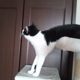 猫の好きなアイツが天井におる時の画像