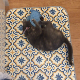 VS ミトンの画像