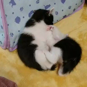 子ねこたちは、新しい名前での画像