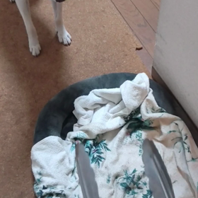 今日のシロくん 4の画像