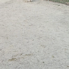 ドッグランの画像