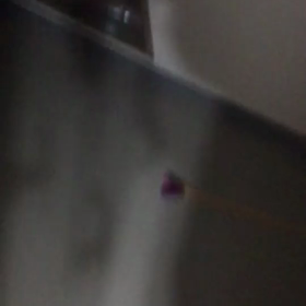 パピヨンの死から                犬を起こす猫の画像