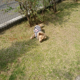 ヨガーる～!犬(ー_ー;)の画像