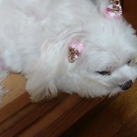 今夜は二人きり！Σ（￣□￣;）の画像