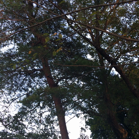 ツクツクボウシの画像