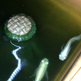 ”福島めだか愛好会 イベントお得情報(^^)”の画像