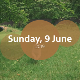 6月9日     そらとドッグラン(*^.^*)の画像