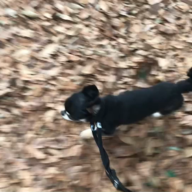 ♪お散歩動画♪代々木公園♪の画像