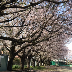 2020桜の画像