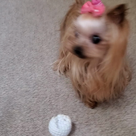 早く下に降りたい？の画像