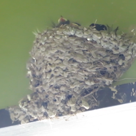 ツバメとかカモとか…の画像