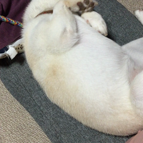 あんよ、アグアグしてますの画像