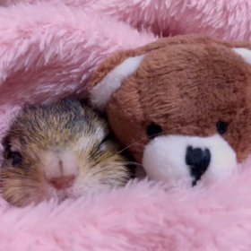 ②シマリスの疑似冬眠と低体温症の画像