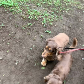 4月30日10わんこと1時間遠足  代々木公園の画像