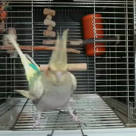 とにかく絡む(動画)の画像