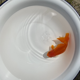 らんちゅう6年目の画像