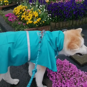 雨☔止みそうで止まない雨☔‼️これじゃ海岸清掃中止かな⁉️未来丸はマイペースで匂いかぎ全開‼の画像