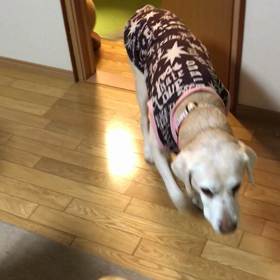 よもちゃんに、サンタさんやってきたの画像